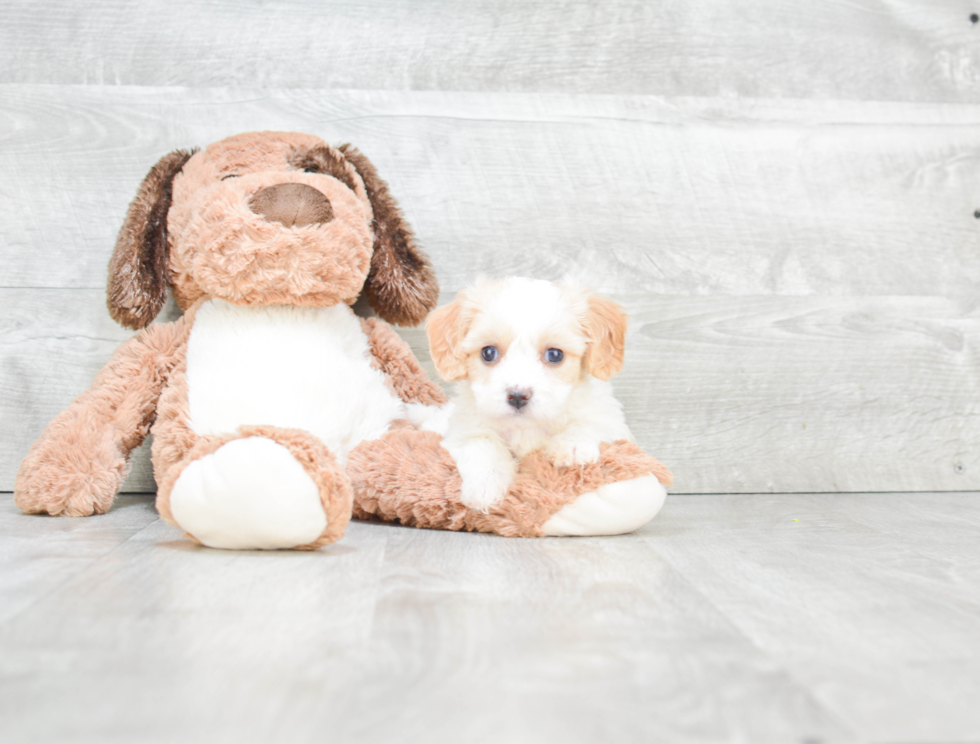 Cavachon Pup Being Cute