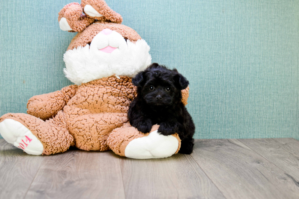 Best Yorkie Poo Baby