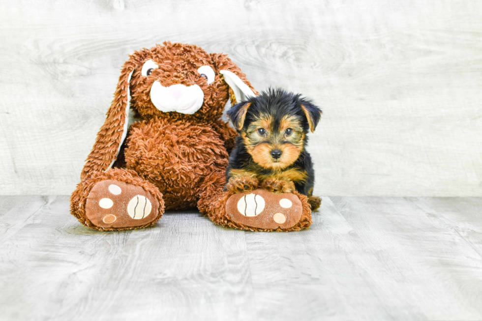 Meet Snickers - our Yorkshire Terrier Puppy Photo 