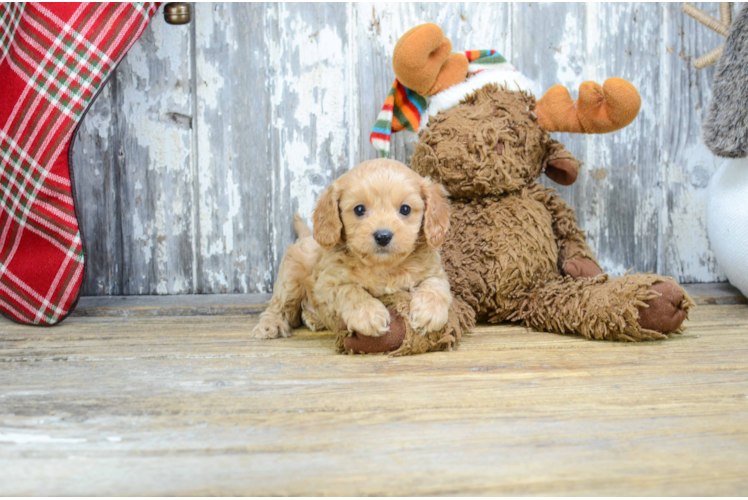 Fluffy Cavapoo Poodle Mix Pup