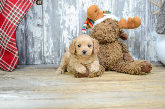 Fluffy Cavapoo Poodle Mix Pup