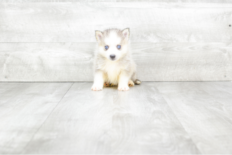 Adorable Mini Husky Designer Puppy