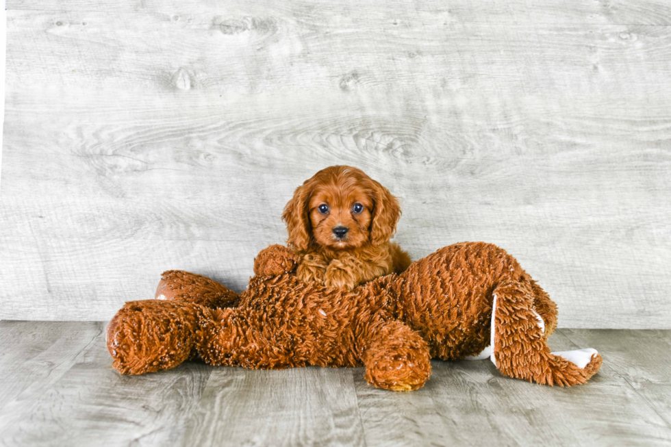 Sweet Cavapoo Baby