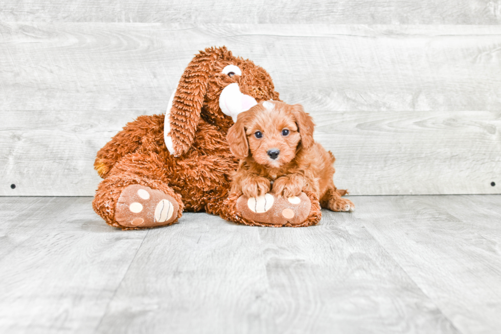 Best Cavapoo Baby