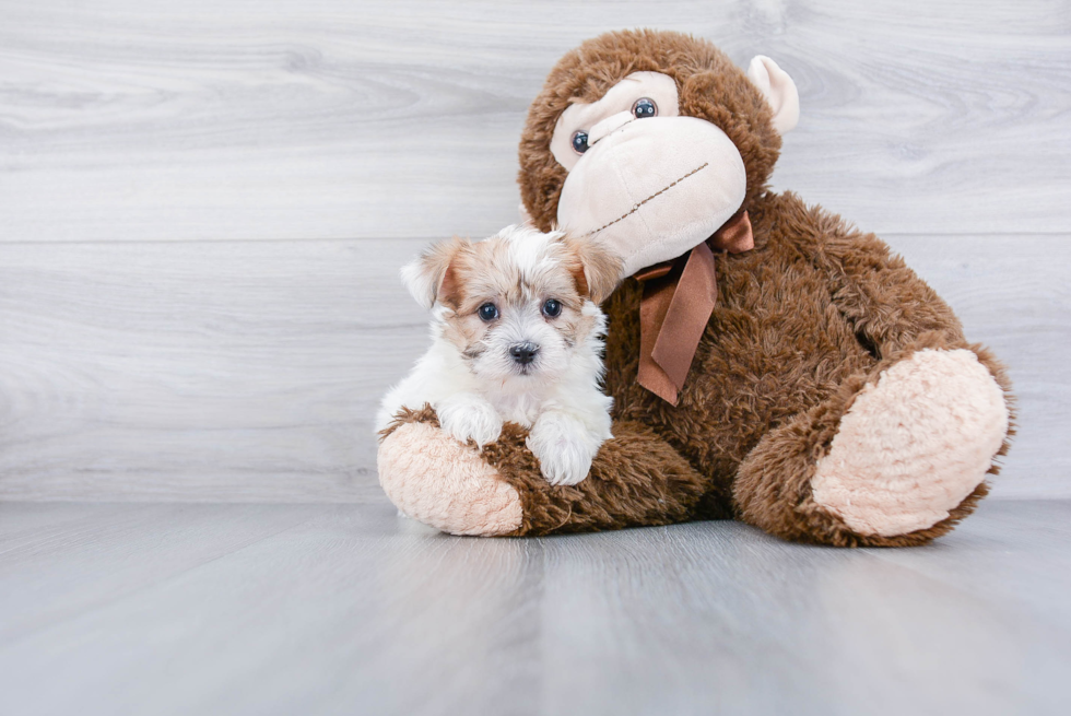 Energetic Yorkie Designer Puppy