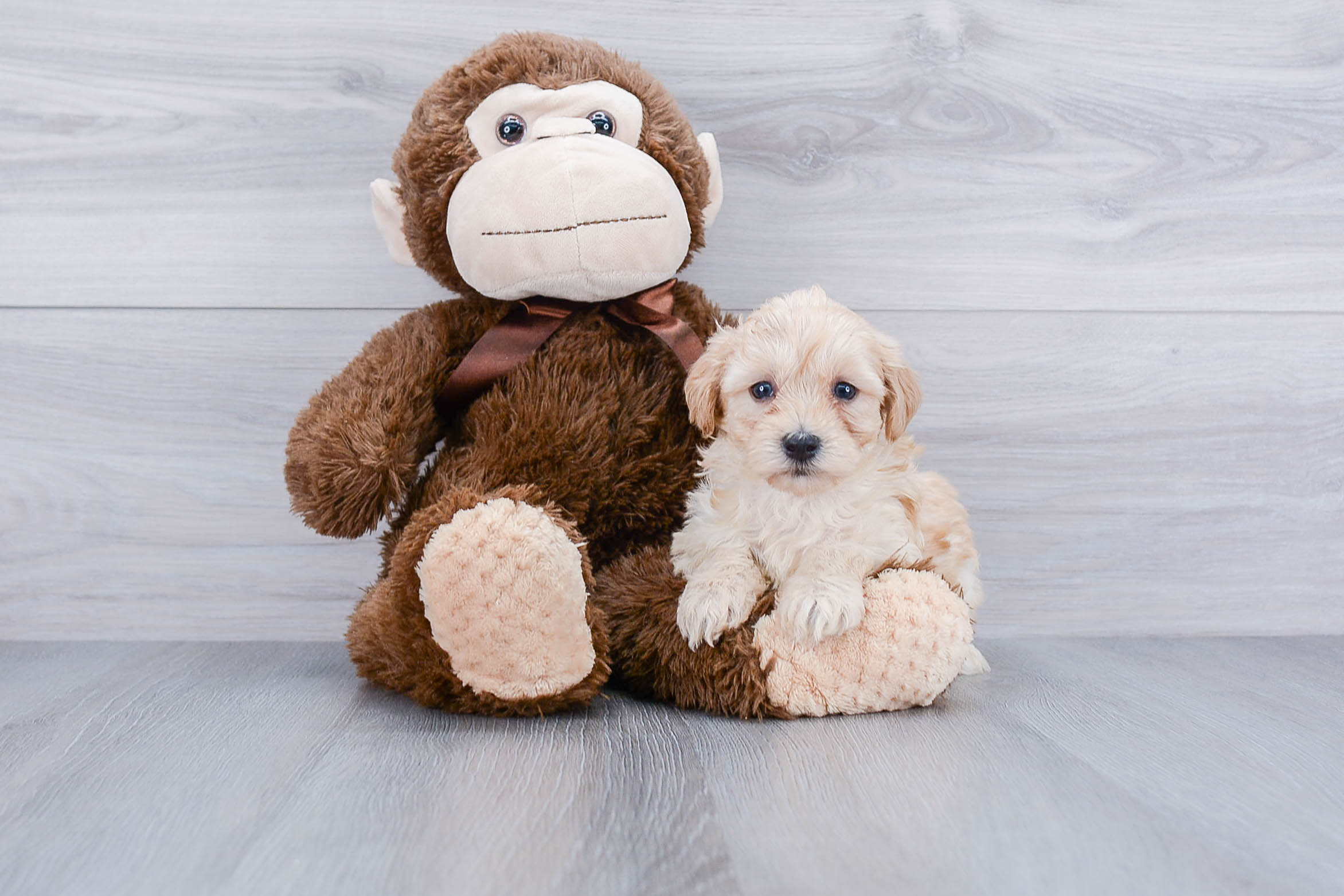 Smart Maltipoo Poodle Mix Pup