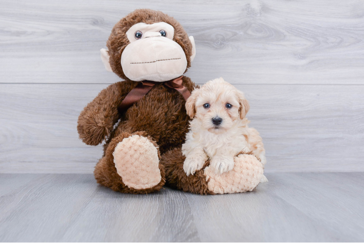 Smart Maltipoo Poodle Mix Pup