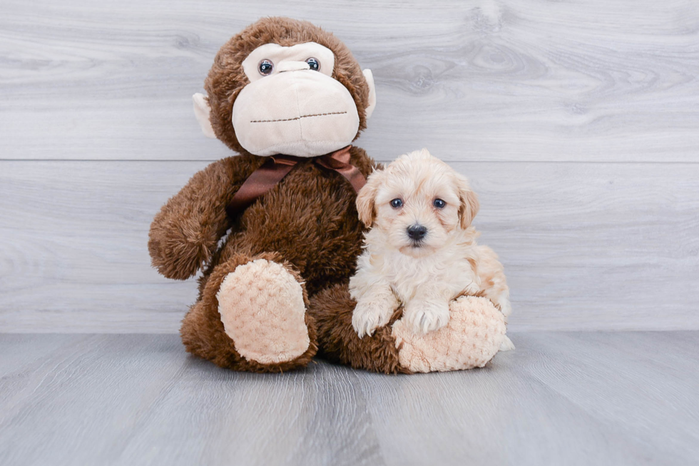 Smart Maltipoo Poodle Mix Pup