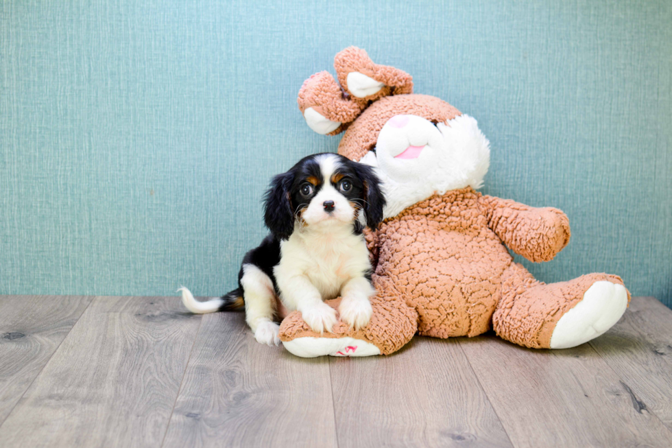 Sweet Cavalier King Charles Spaniel Purebred Puppy