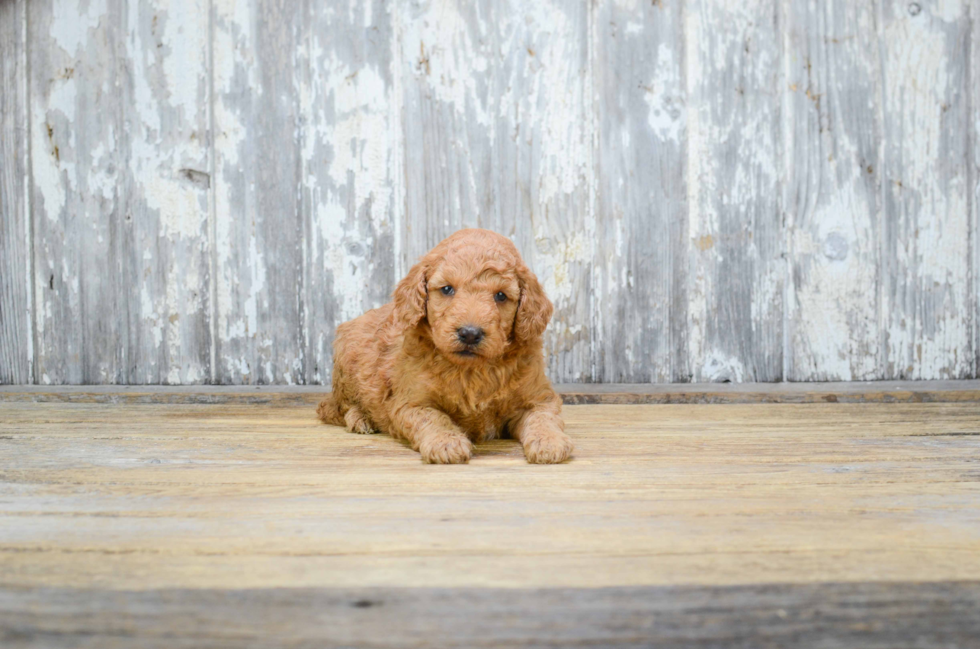 Mini Goldendoodle Pup Being Cute