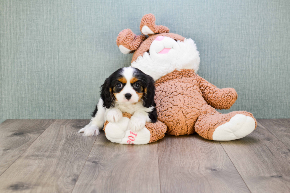 Best Cavalier King Charles Spaniel Baby