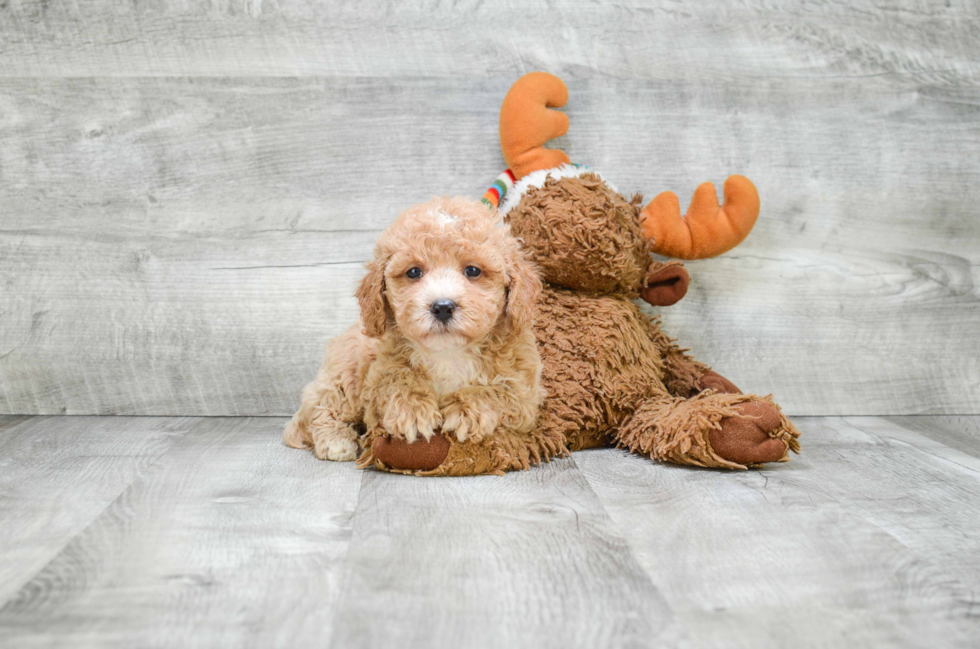 Little Golden Retriever Poodle Mix Puppy