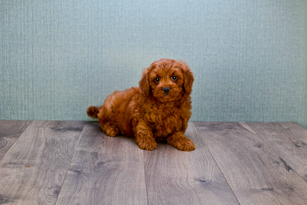 Mini Goldendoodle Pup Being Cute