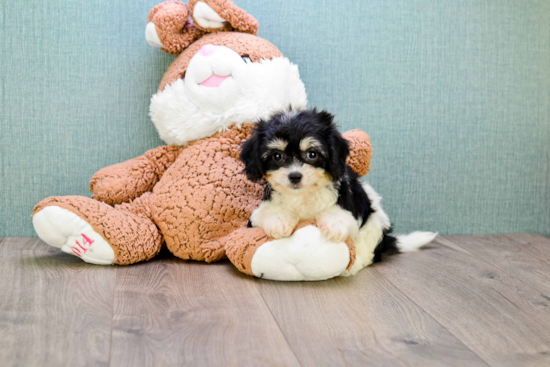 Adorable Cavalier Designer Puppy