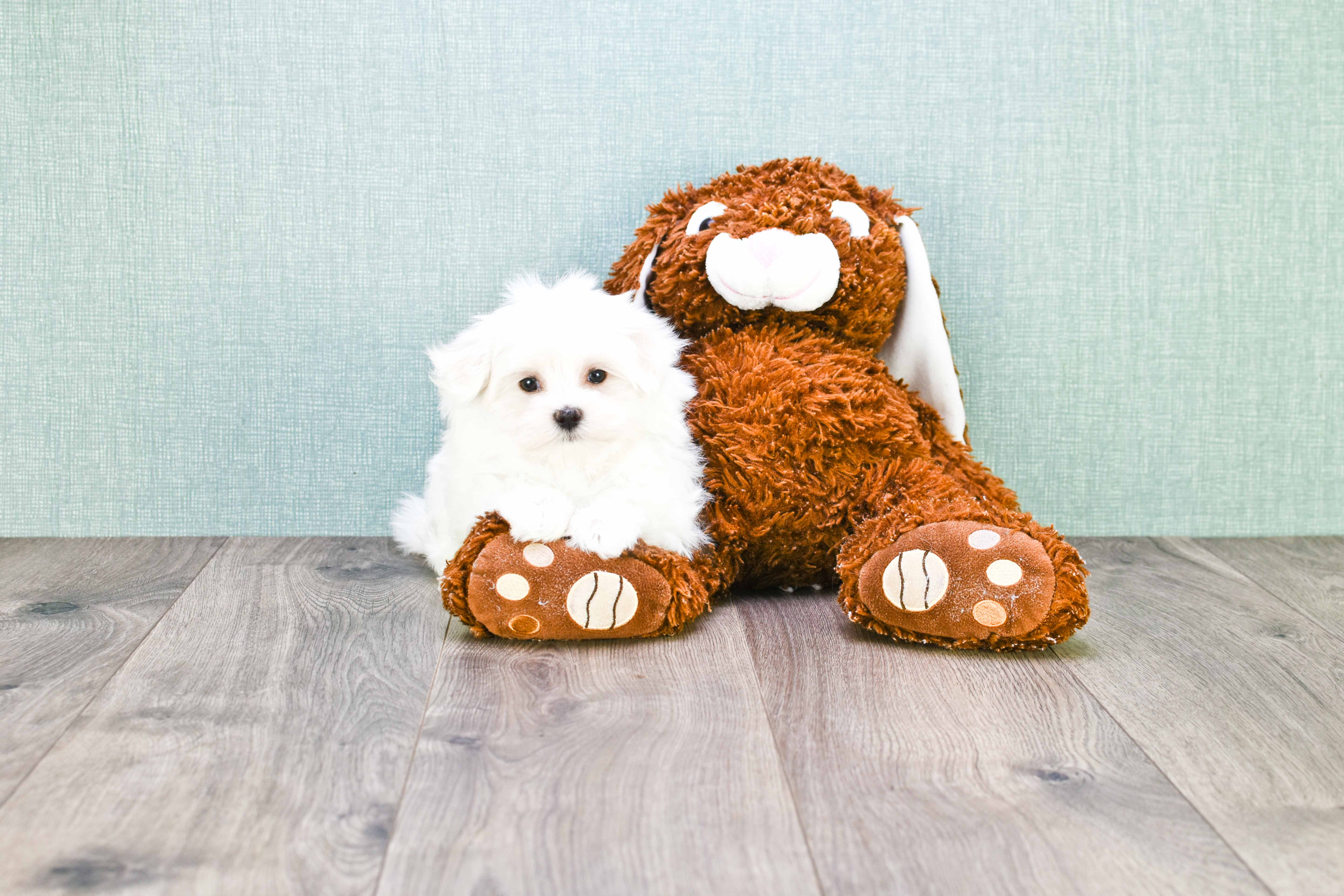 Small Maltese Purebred Pup