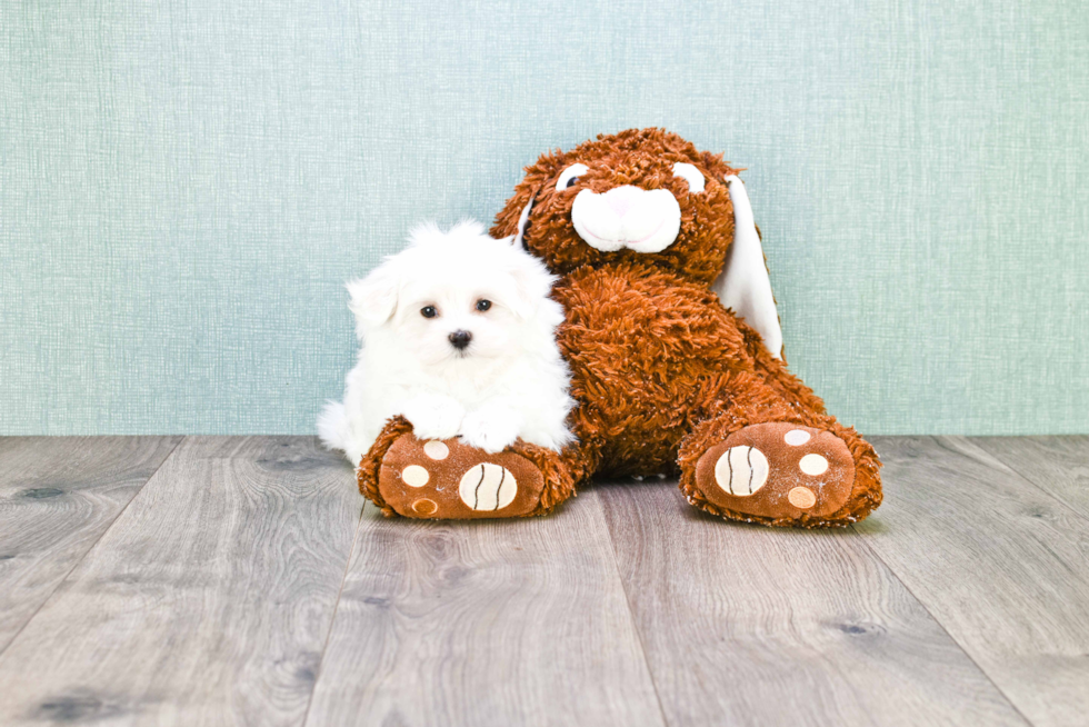 Small Maltese Purebred Pup