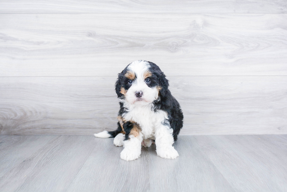 Friendly Mini Bernedoodle Baby