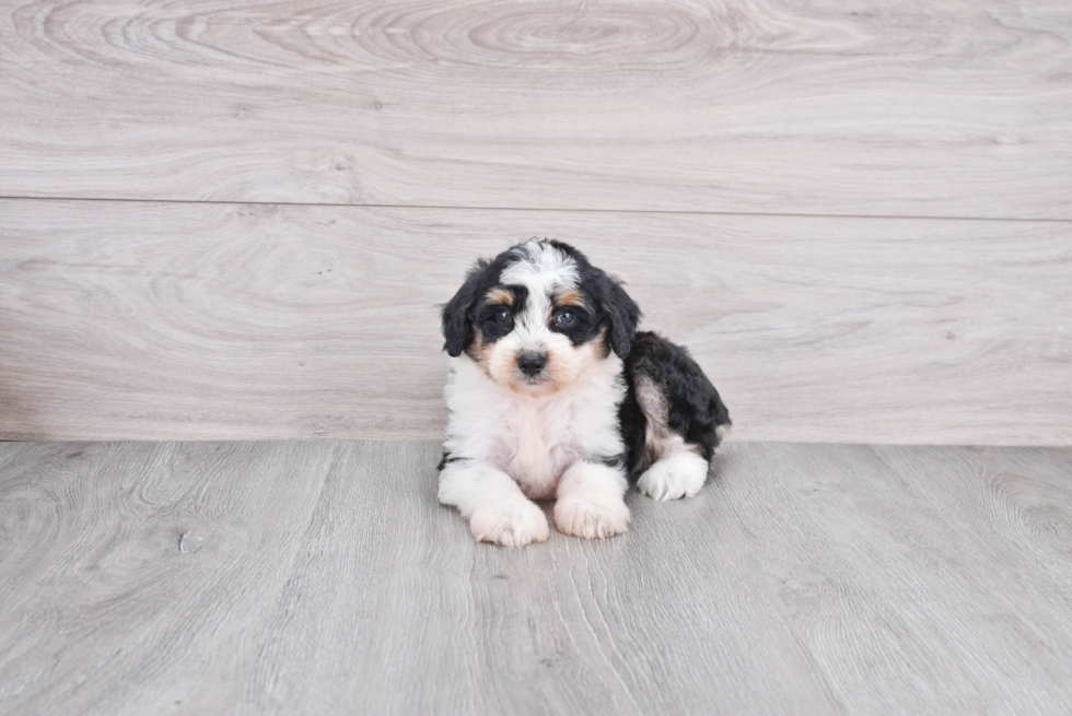 Mini Aussiedoodle Pup Being Cute