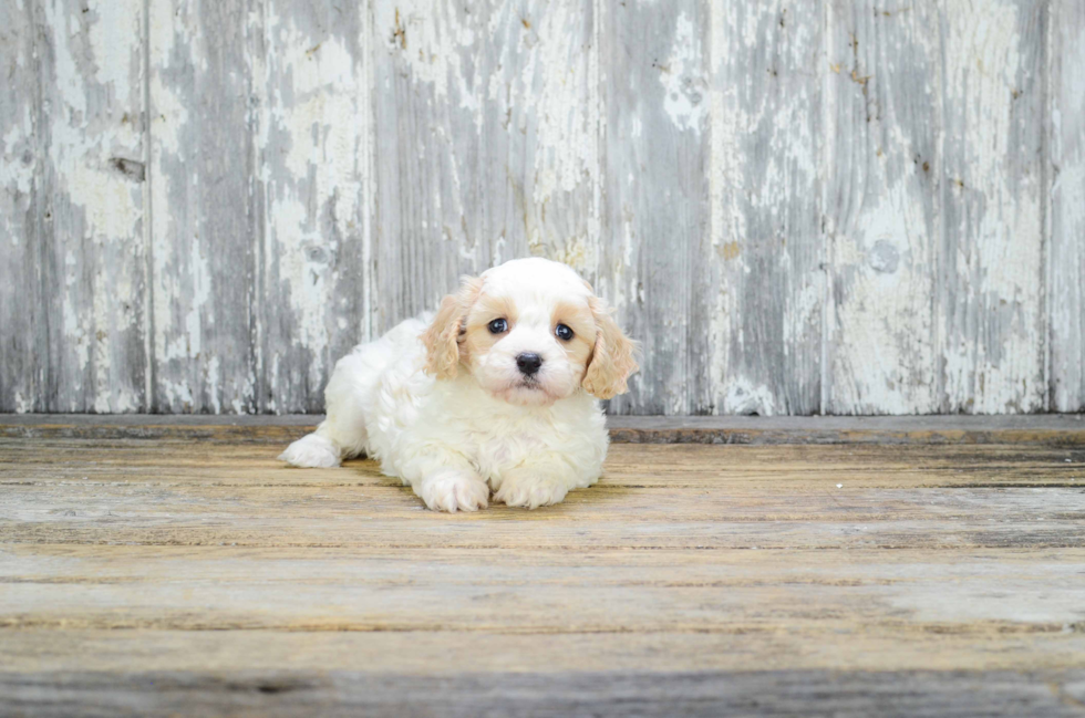 Cavachon Puppy for Adoption