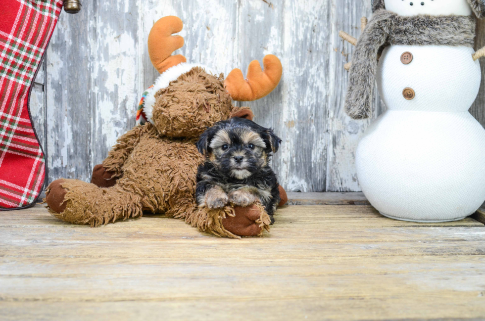 Friendly Morkie Baby