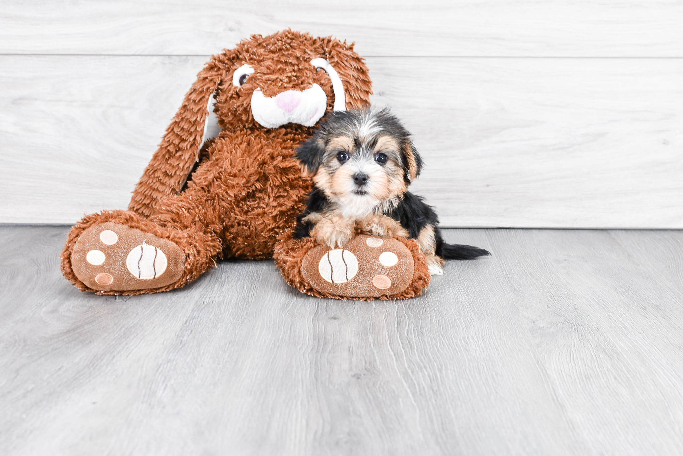 Happy Morkie Baby