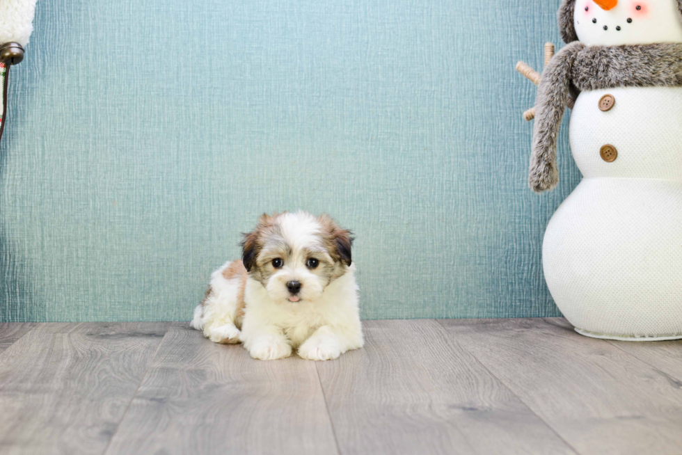 Havanese Pup Being Cute