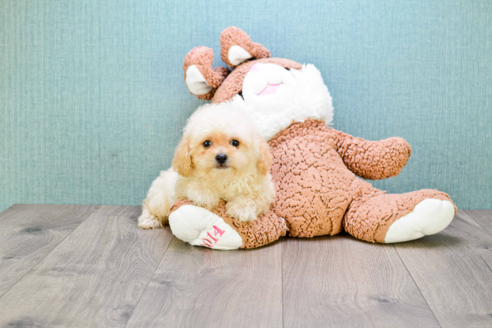 Maltipoo Pup Being Cute