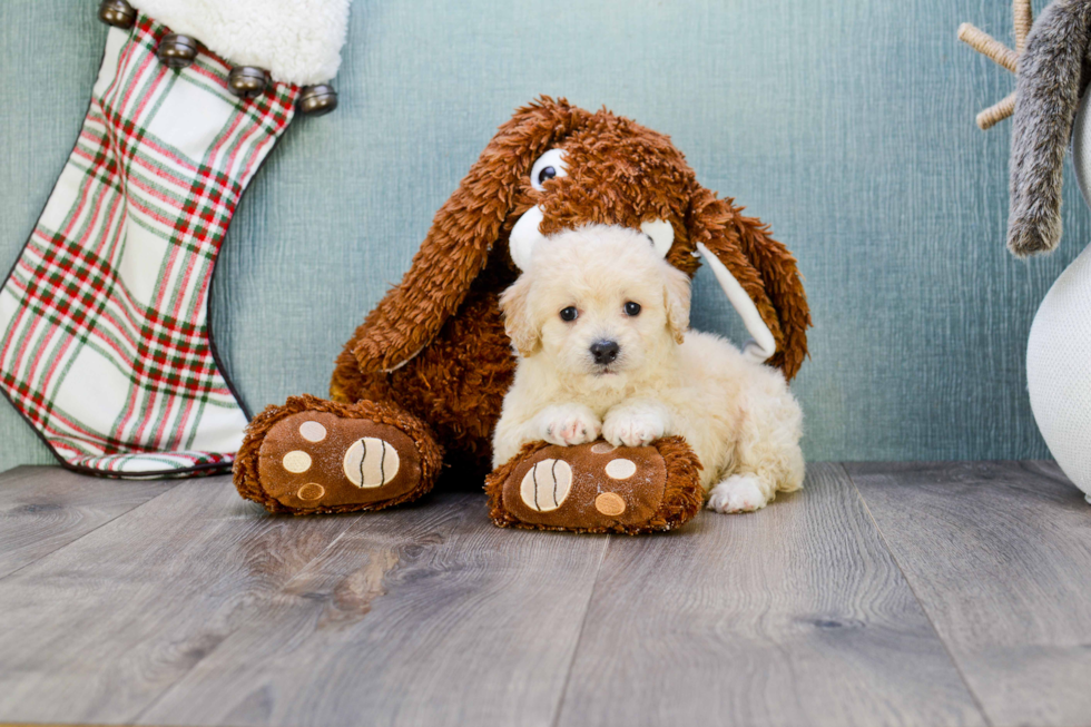 Maltipoo Pup Being Cute