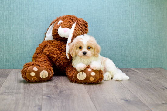 Playful Cavalier Designer Puppy