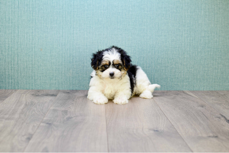 Little Yorkie Designer Puppy