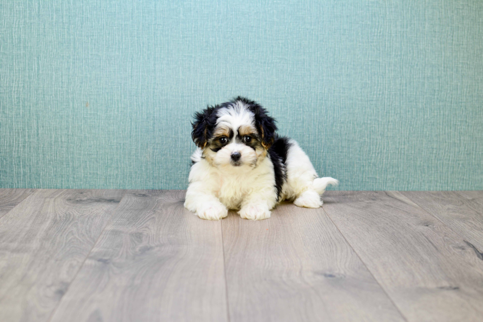 Little Yorkie Designer Puppy