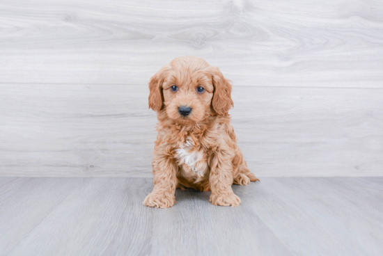 Best Mini Goldendoodle Baby