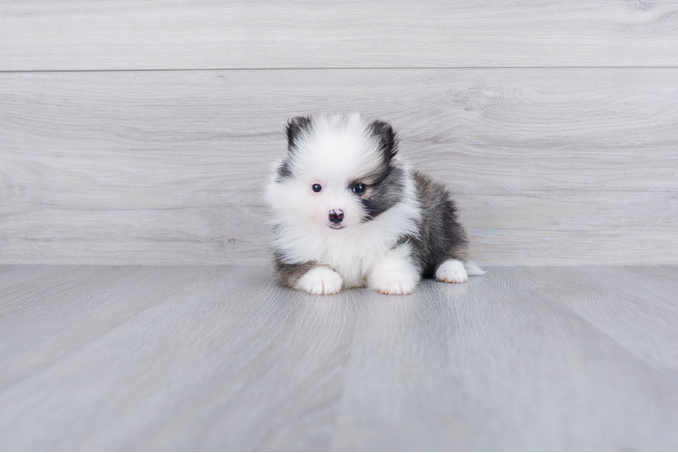 Pomeranian Pup Being Cute