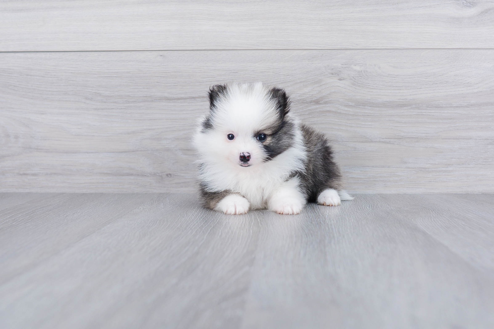 Pomeranian Pup Being Cute