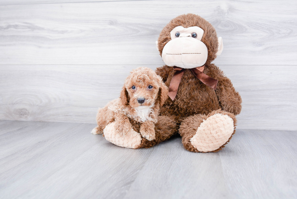 Cockapoo Pup Being Cute