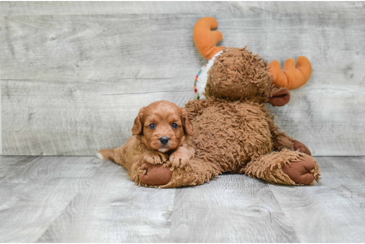 Cavapoo Pup Being Cute