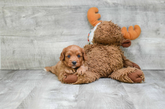 Cavapoo Pup Being Cute