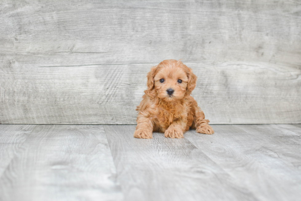 Cavapoo Puppy for Adoption