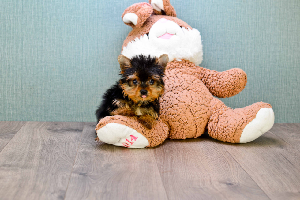 Meet Trigger - our Yorkshire Terrier Puppy Photo 