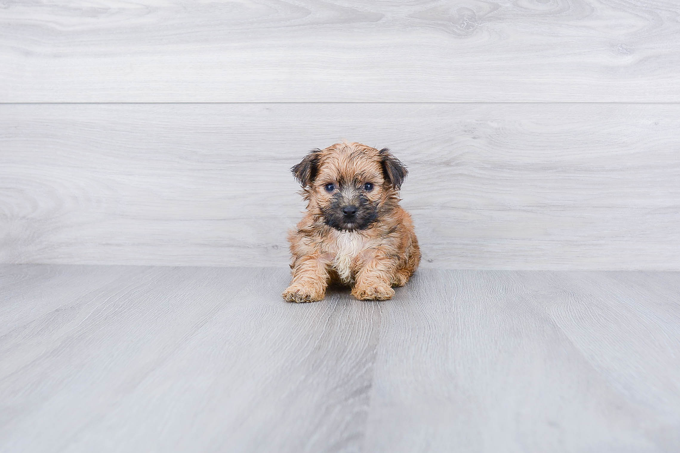 Cute Morkie Baby