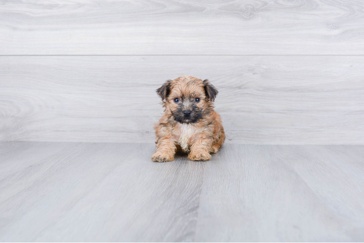 Cute Morkie Baby