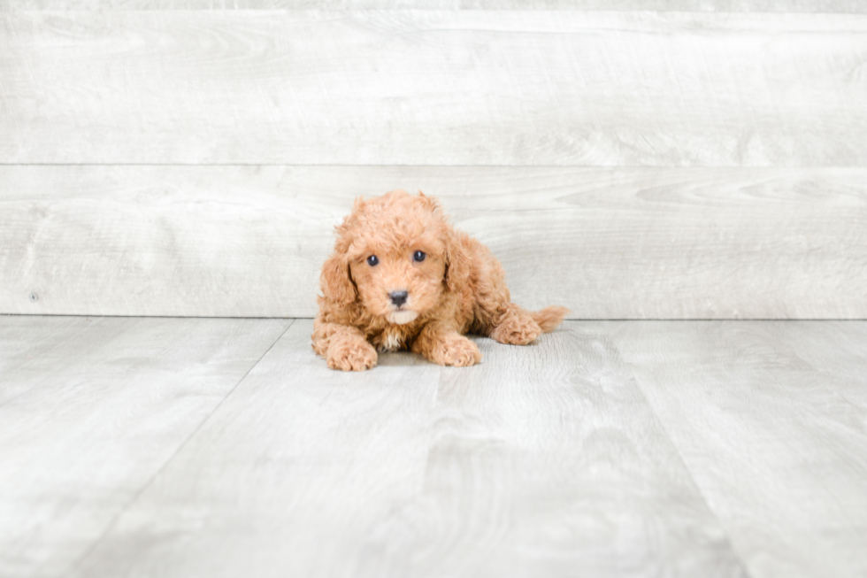 Smart Cavapoo Poodle Mix Pup