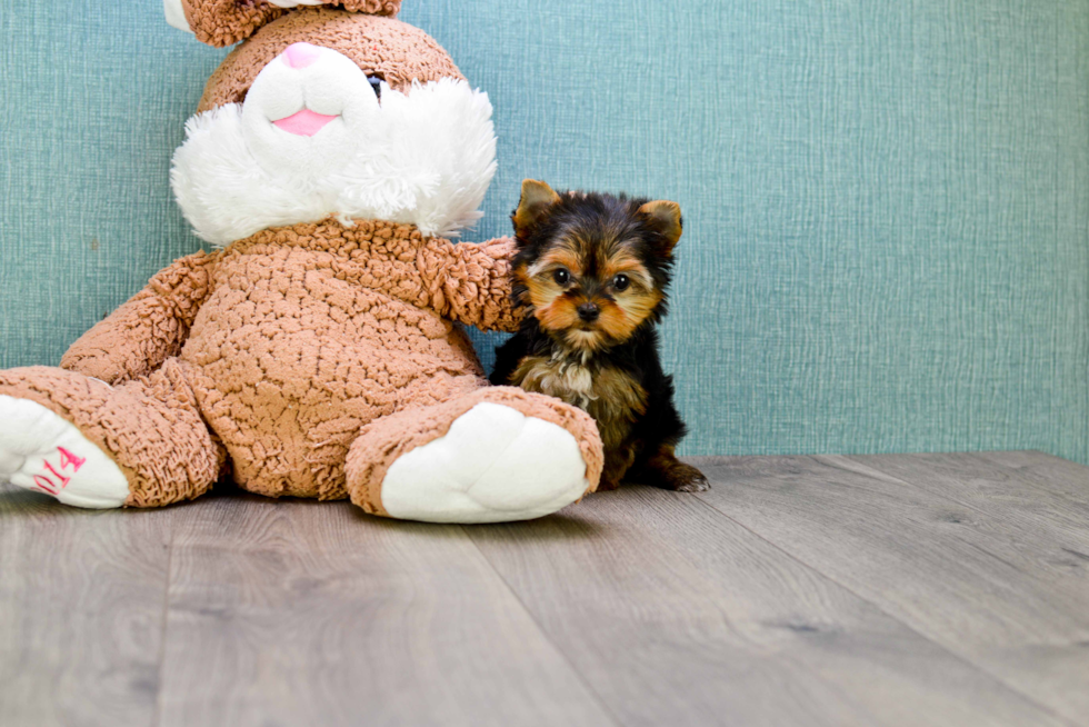 Meet Tinkerbell - our Yorkshire Terrier Puppy Photo 