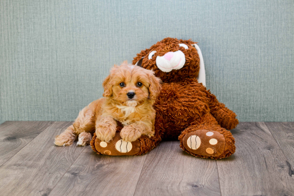 Little Cavoodle Poodle Mix Puppy