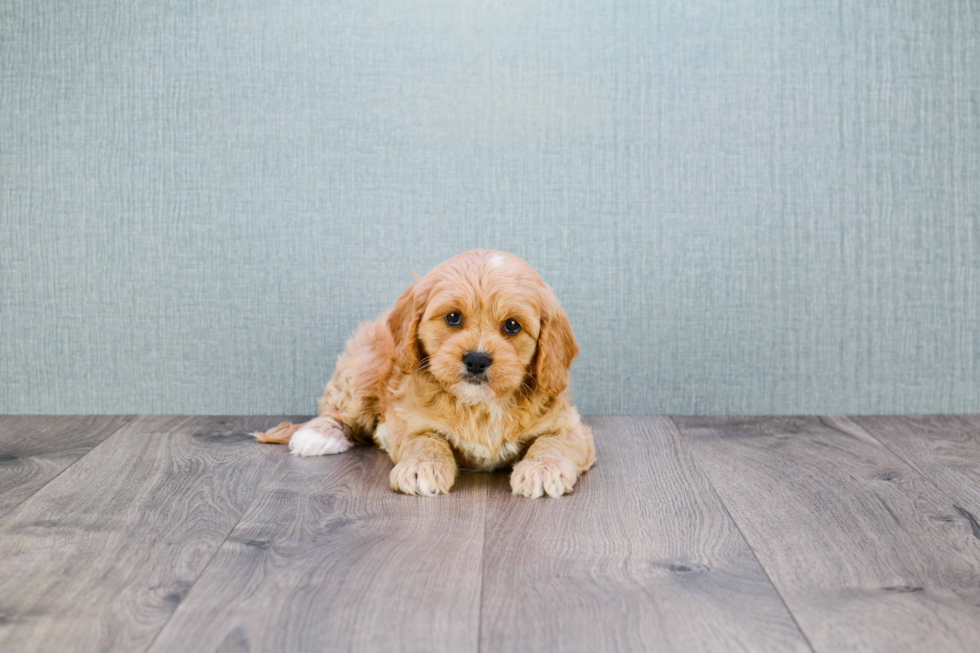 Cavapoo Pup Being Cute