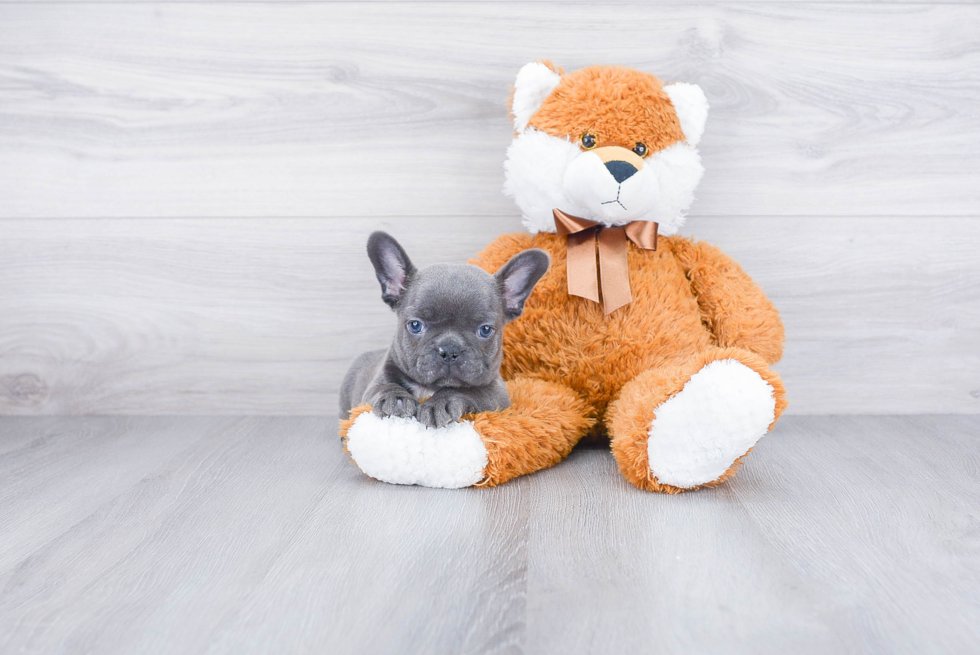 French Bulldog Pup Being Cute