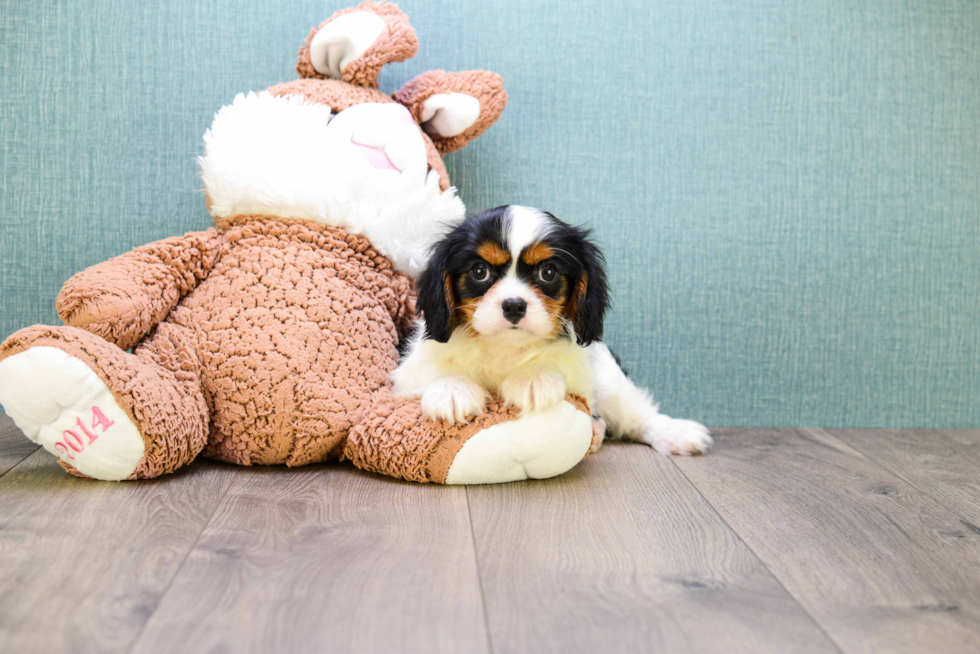 Cavalier King Charles Spaniel Puppy for Adoption