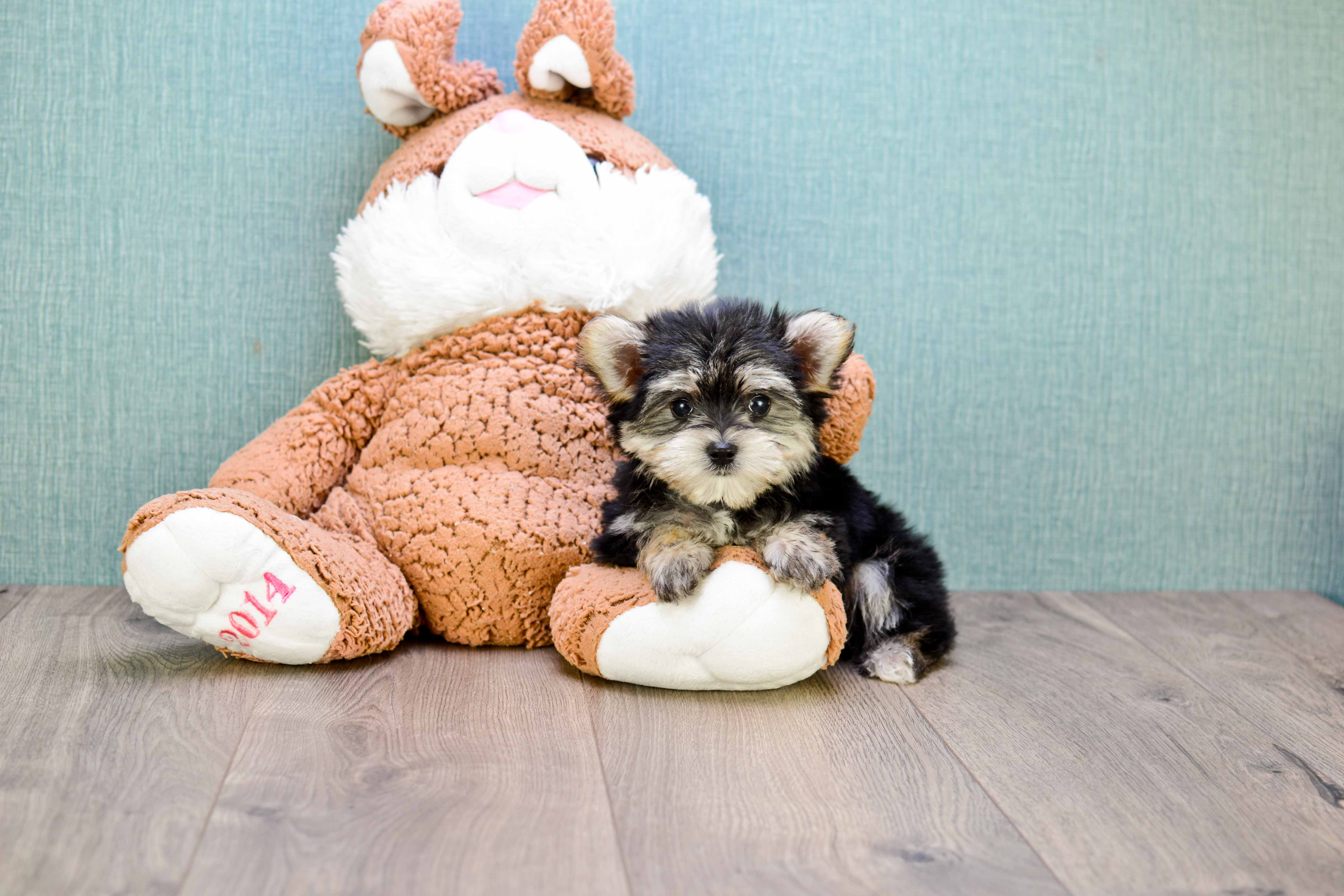 Best Morkie Baby