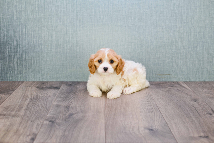 Small Cavachon Baby