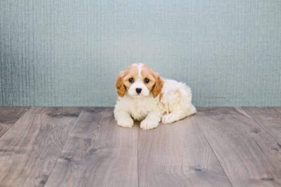 Small Cavachon Baby